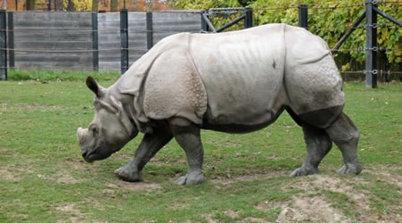 RINOCERONTE DE JAVA (Rhinoceros sondaicus)